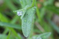 Myosotis arvensis