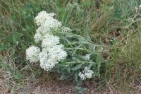 Lepidium draba