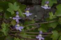 Cymbalaria muralis