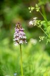 Orchis purpurea