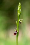 Ophrys insectifera