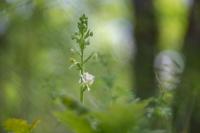 Platanthera chlorantha