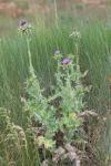 Silybum marianum