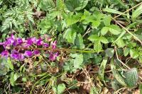 Orchis mascula