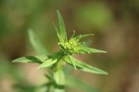 Lithospermum officinale