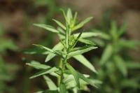 Lithospermum officinale