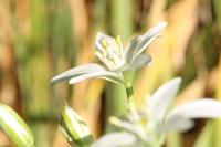 Ornithogalum divergens