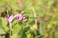 Vicia sativa