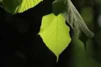 Tilia platyphyllos