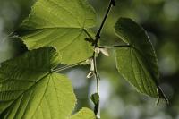 Tilia platyphyllos