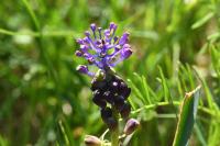 Muscari comosum