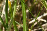 Ornithogalum umbellatum