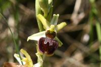 Ophrys aranifera
