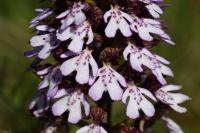 Orchis purpurea