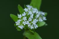 Valerianella locusta