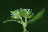 Valerianella locusta