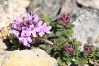 Thymus praecox