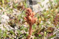 Orobanche alba