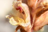 Orobanche alba