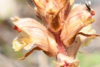 Orobanche alba