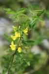 Laburnum anagyroides