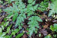Anthriscus cerefolium