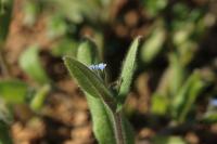 Myosotis ramosissima