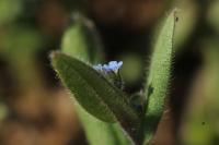 Myosotis ramosissima