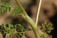 Anthriscus caucalis