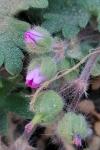 Geranium molle
