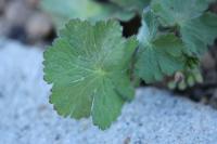 Geranium molle