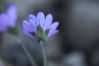 Geranium molle