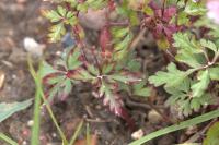 Geranium purpureum