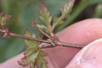Geranium purpureum