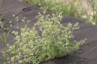 Cerastium glomeratum