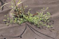 Arenaria serpyllifolia