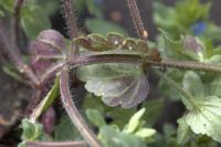 Veronica arvensis