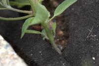 Chenopodium album