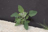Chenopodium album