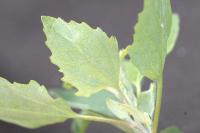 Chenopodium album
