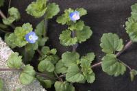 Veronica persica
