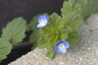 Veronica persica