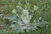 Verbascum pulverulentum