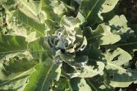 Verbascum pulverulentum