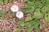 Convolvulus arvensis