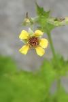 Geum urbanum