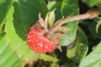 Fragaria vesca