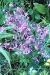Lychnis flos-cuculi