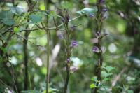 Limodorum abortivum