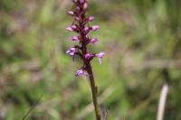 Gymnadenia conopsea